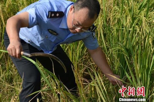 男子丢失大量稻谷报警遭遇反怼，社会对待财产损失的反思与无奈