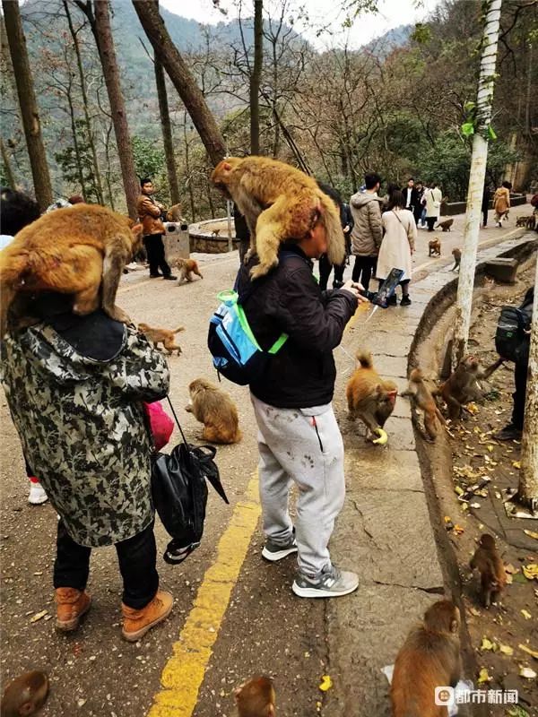 黔灵山奇遇，女子捡拾猴子归家记