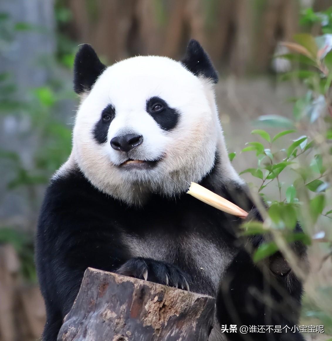 怀九胞胎女子面临生命选择与责任抉择，留两胎的决定背后的深度思考