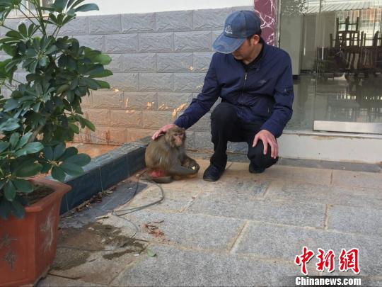 女子救下猕猴养半年，人猴奇缘的温馨故事